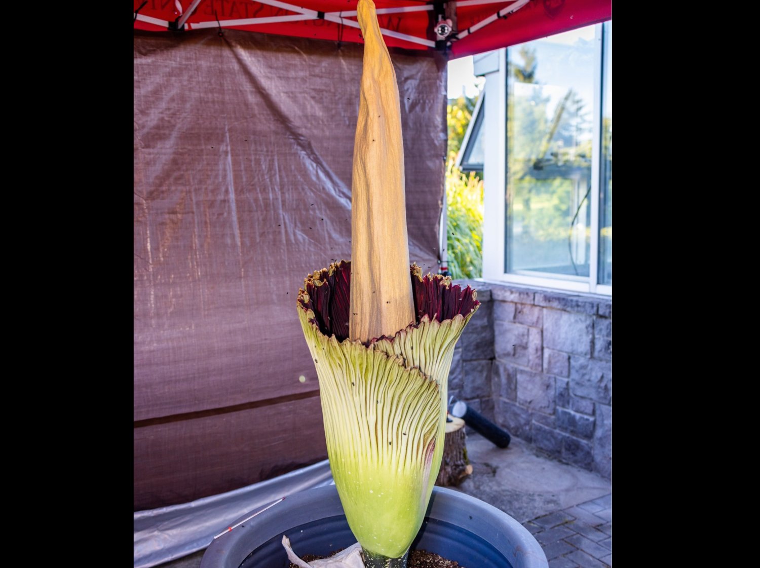The corpse flower at Washington State University Vancouver is officially blooming again.